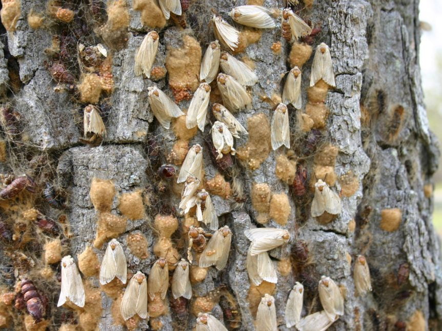 swarm of gypsie moths