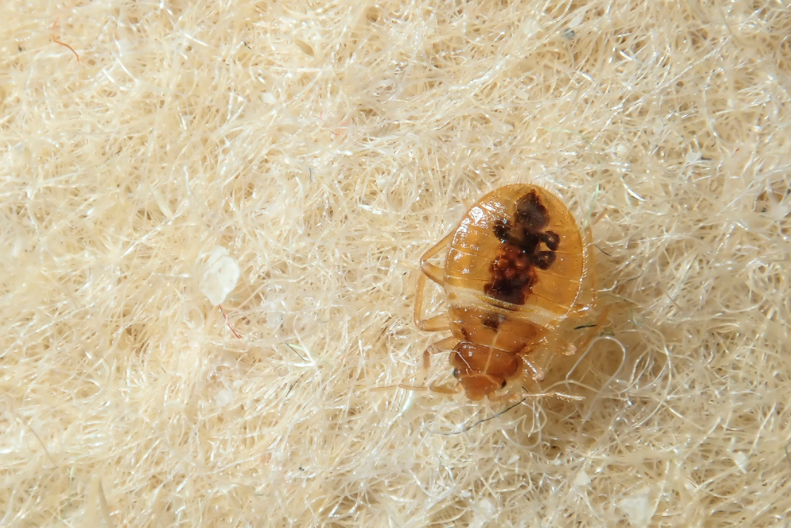 bed bug infestation