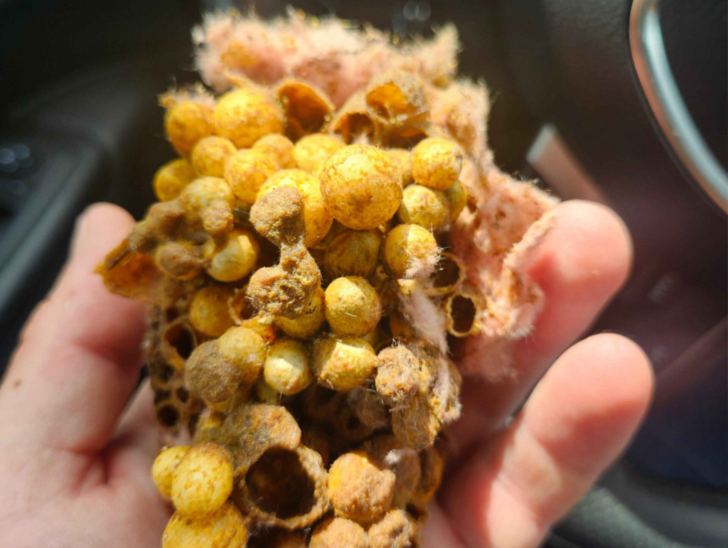 Bees
