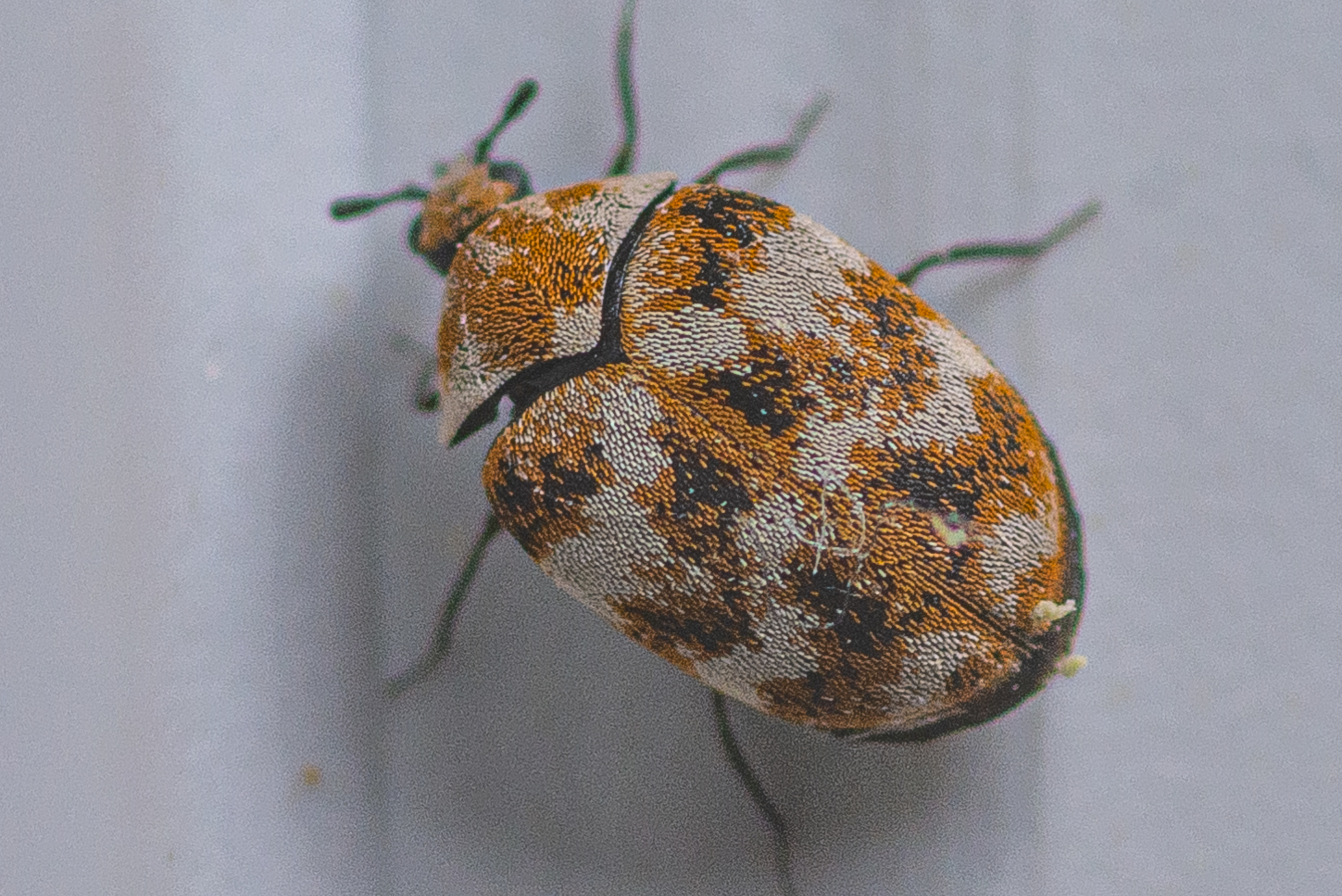 beetle infestation