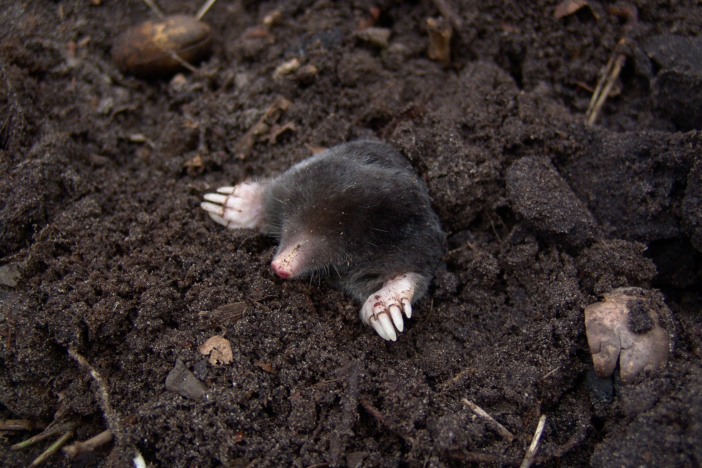Moles