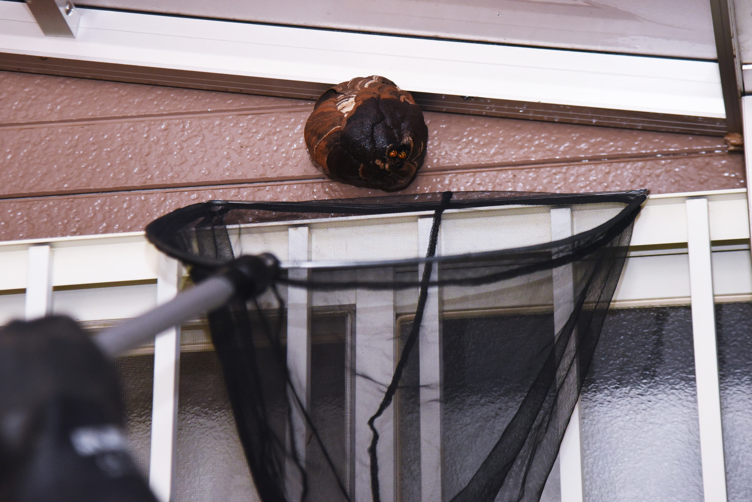 Nesting Flying Insect Control