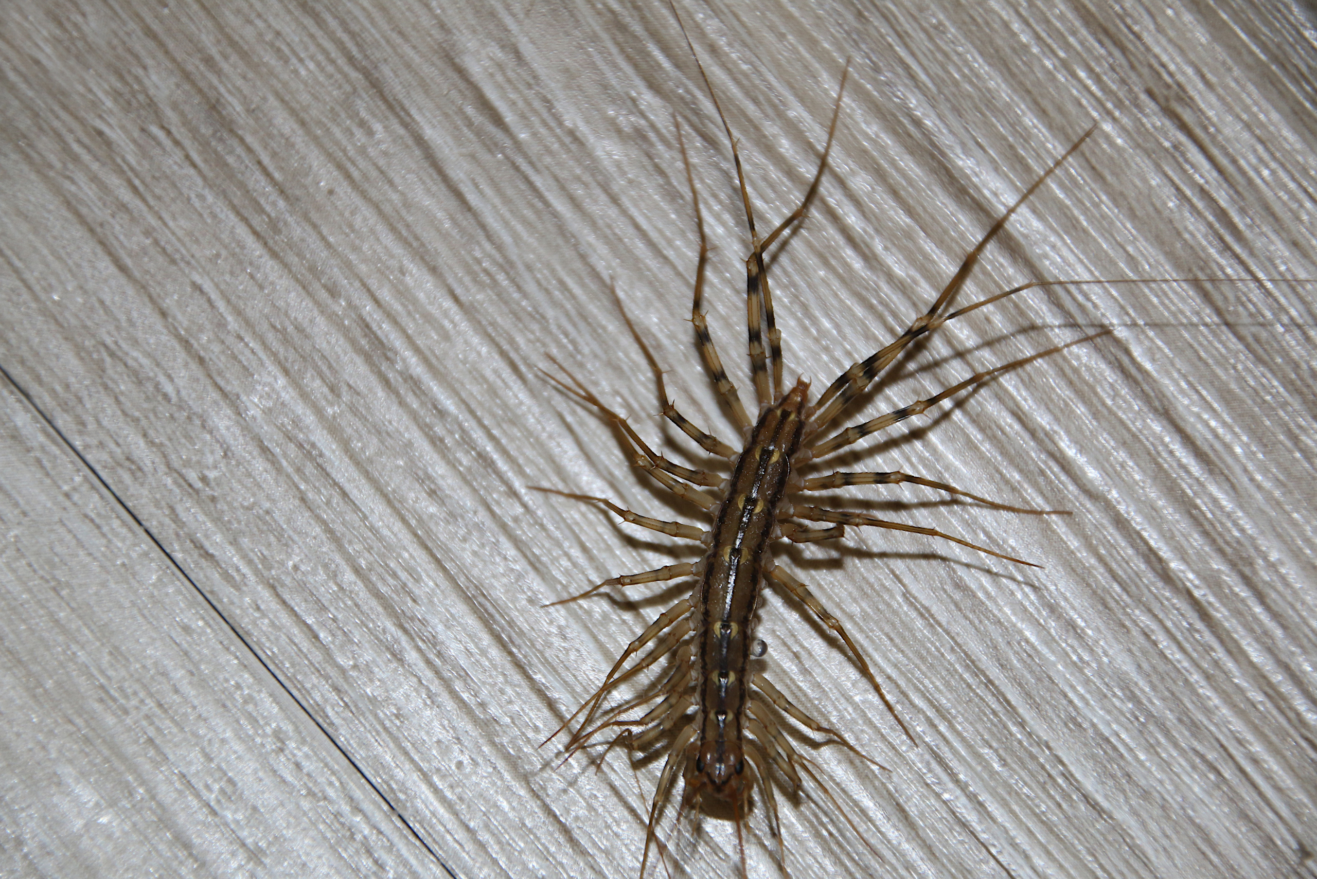 unknown bug infestation