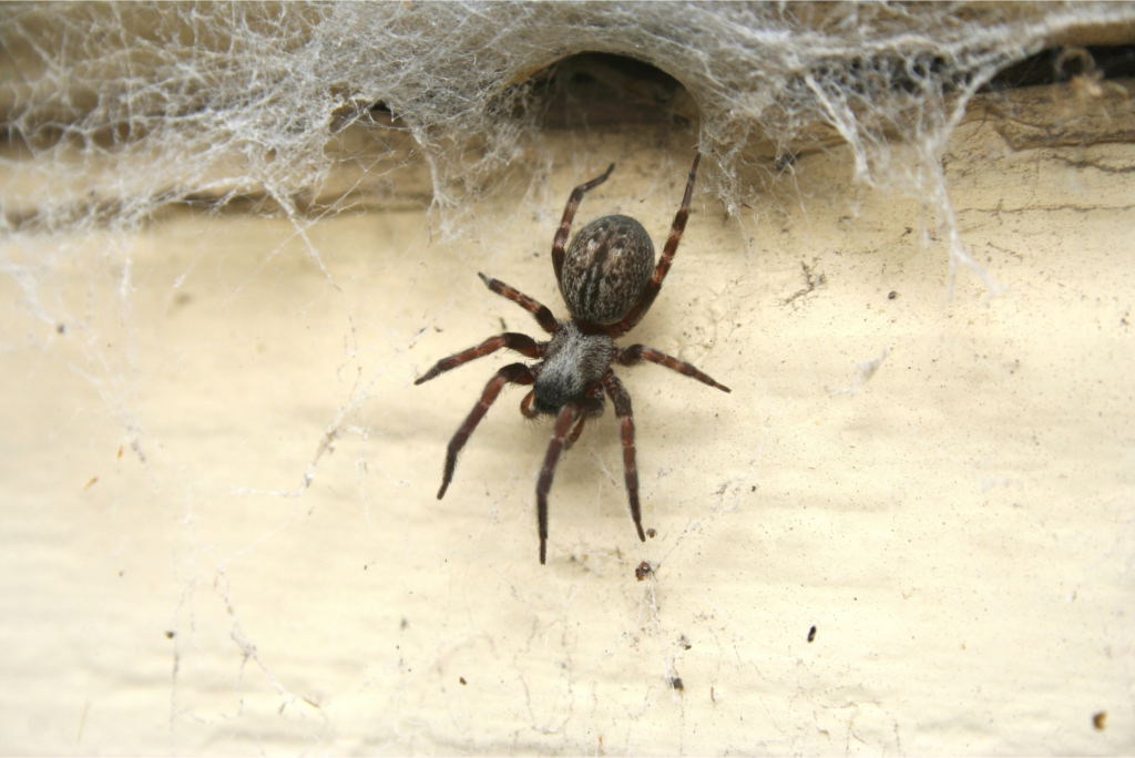 Spiders