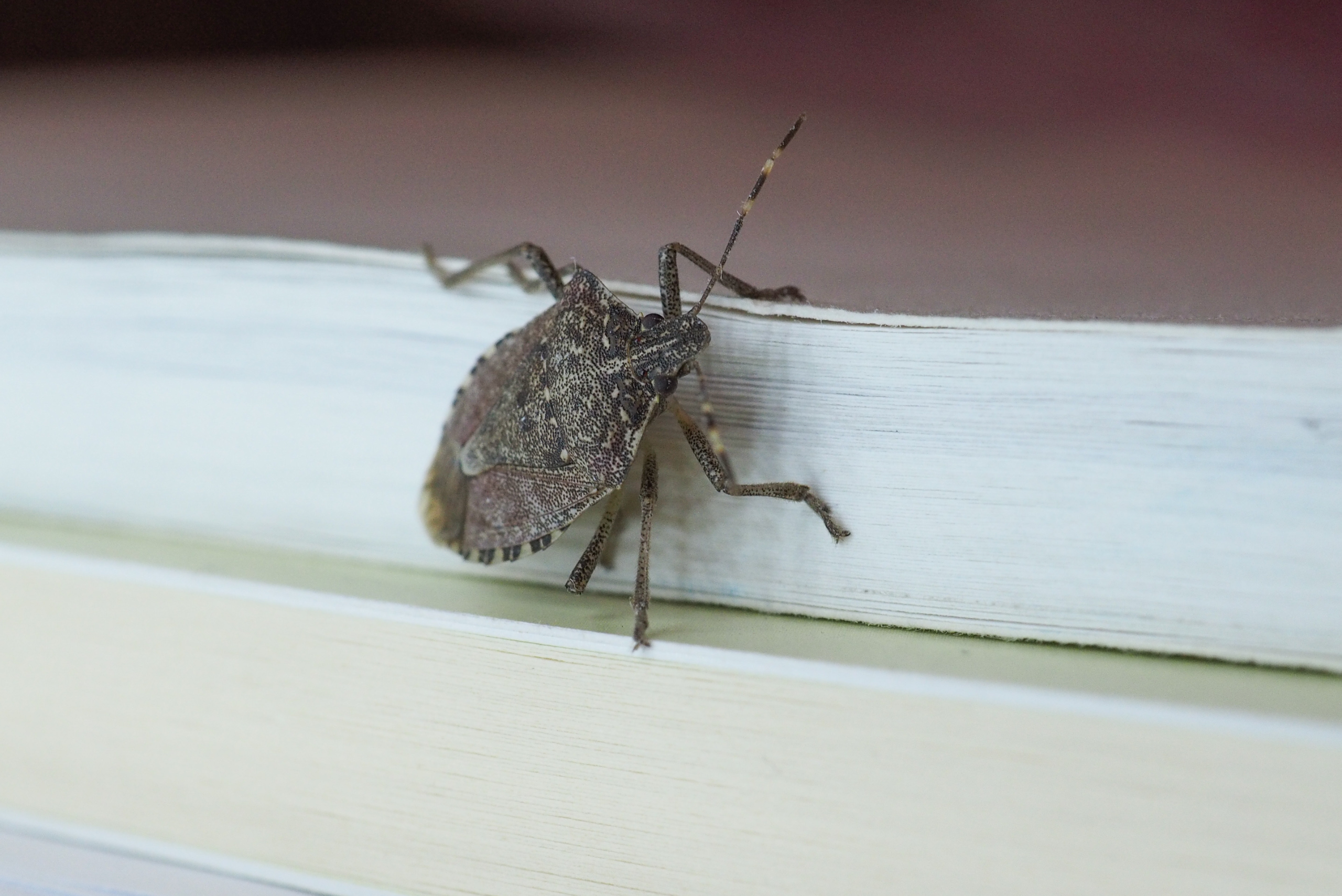 stink bug infestation