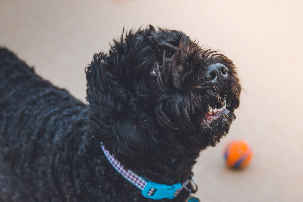 Photo Flea collar