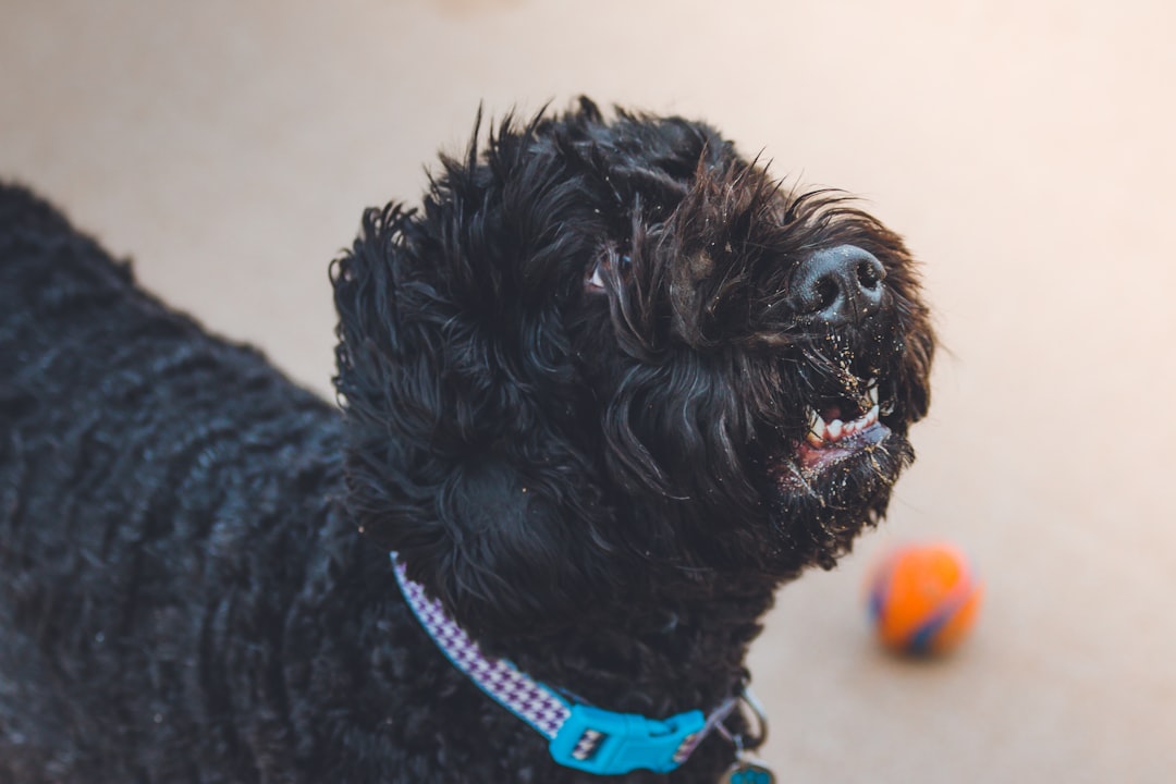 Photo Flea collar