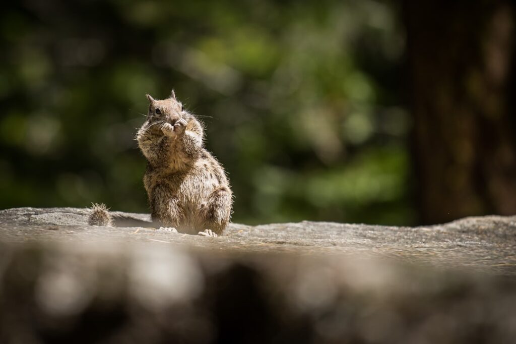 Recognizing Signs of a Rodent Infestation