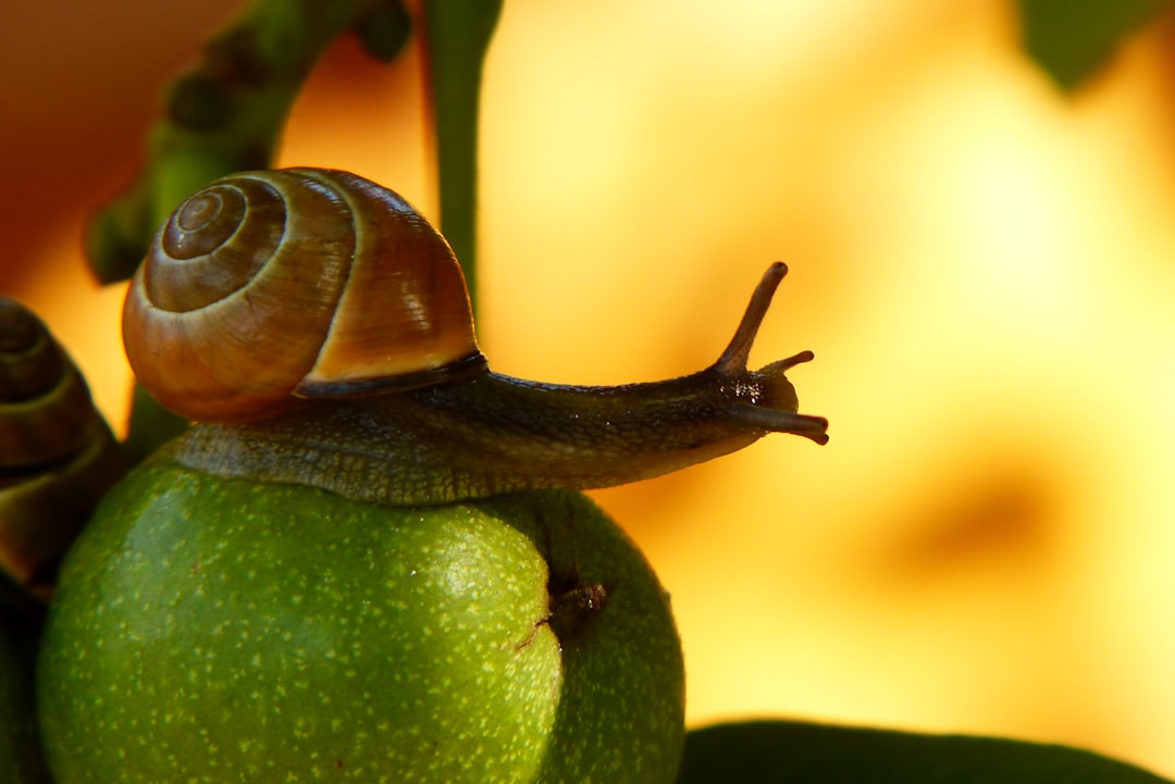 Photo Pest traps