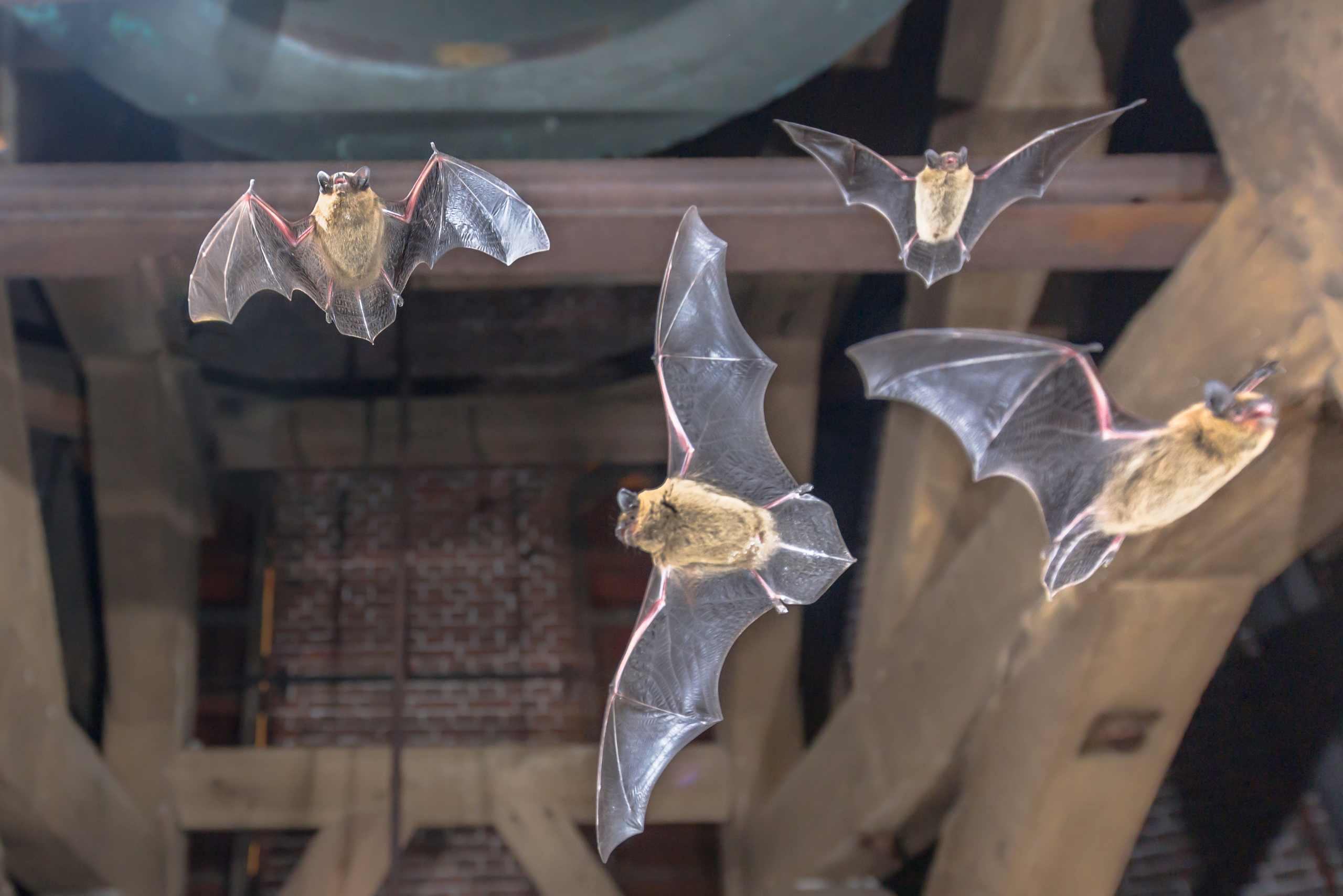 Bat control