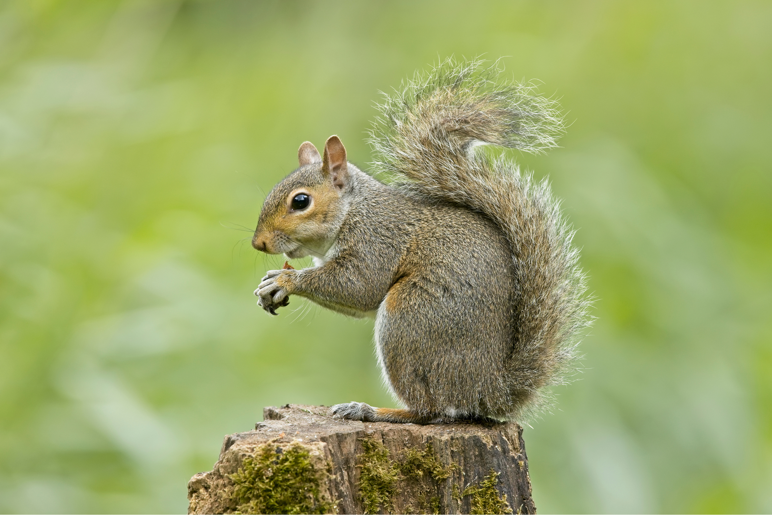 Squirrel control