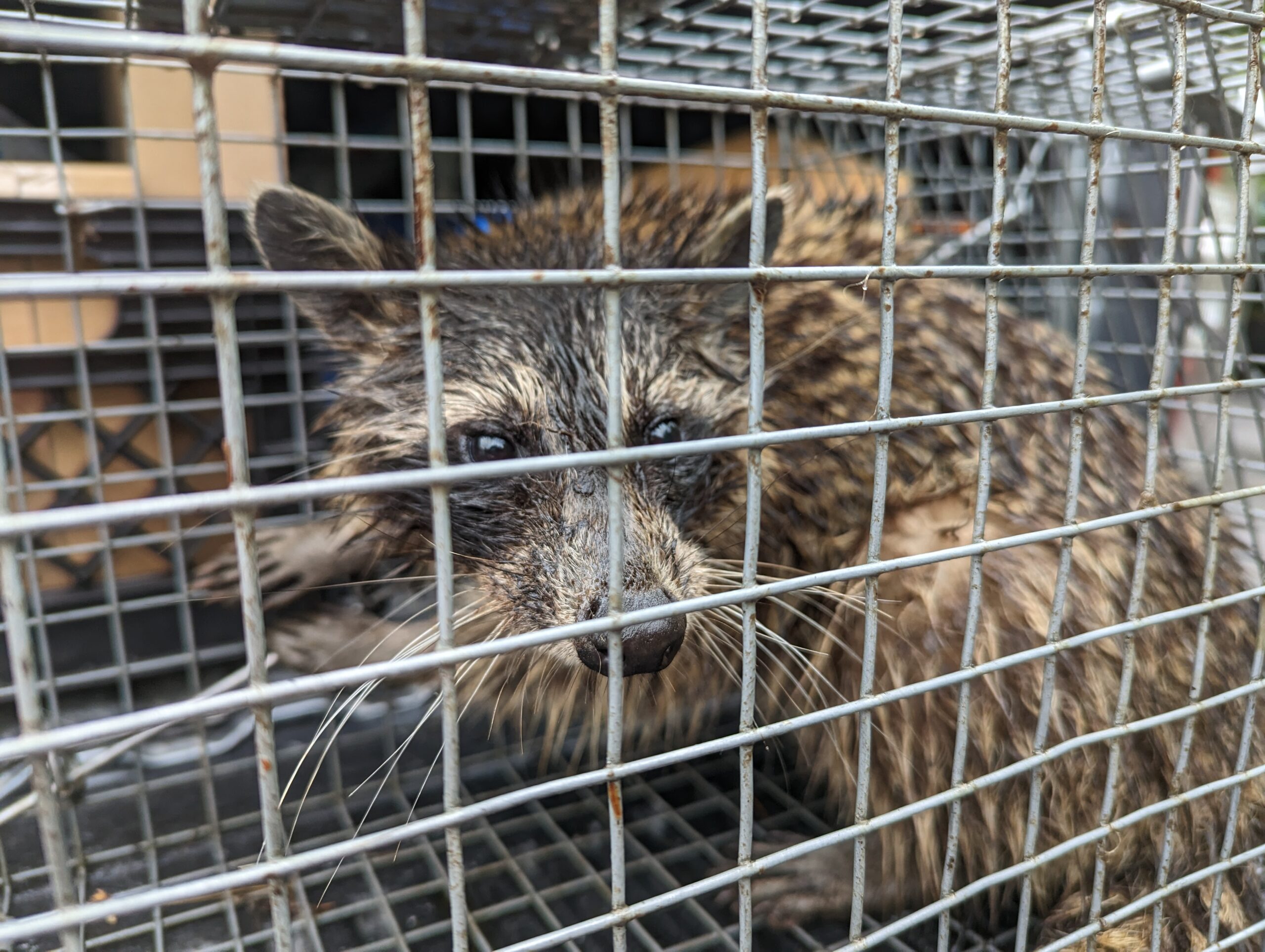 Racoon Mitigation