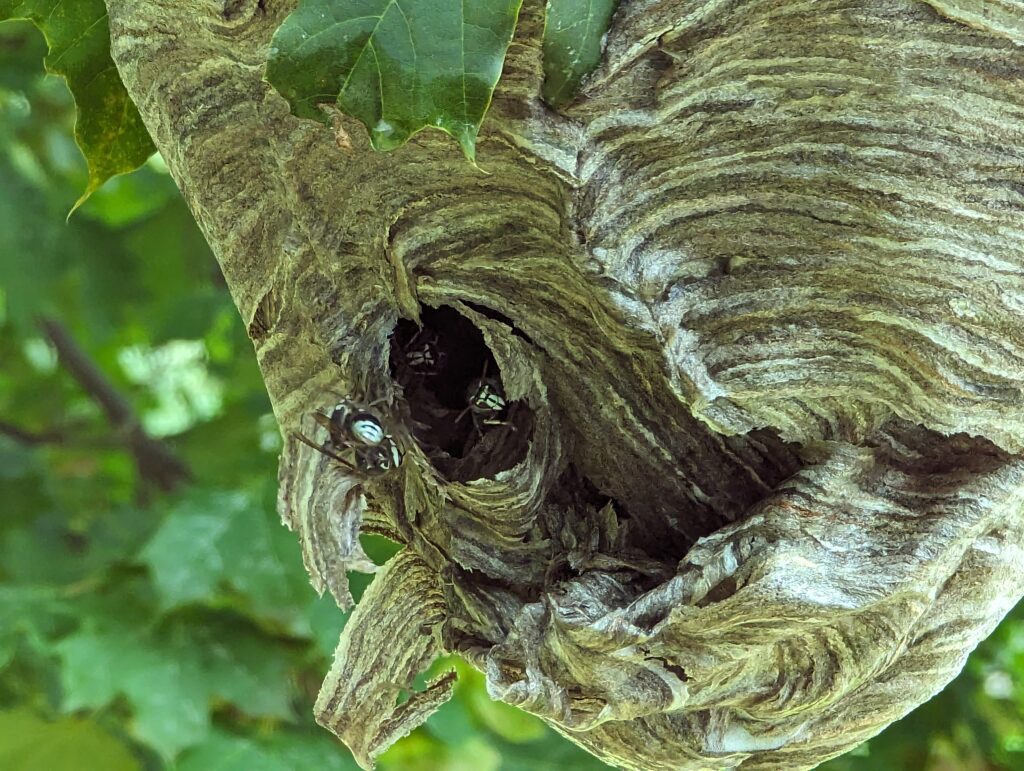Wasps